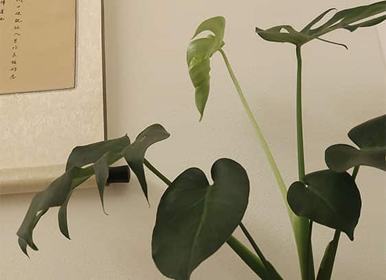 黄泥磅校区